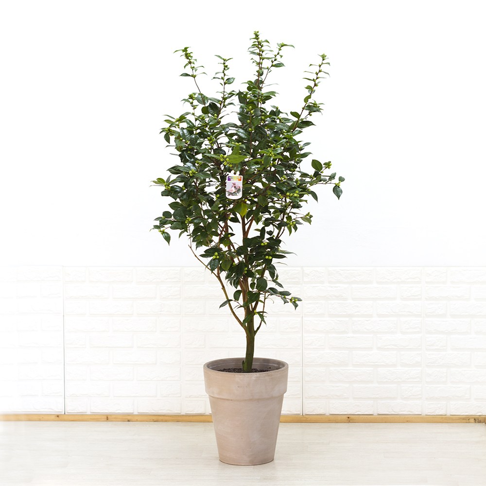 특대형 서향동백나무 겹동백 향기나는 동백나무 카페식물 275,000원