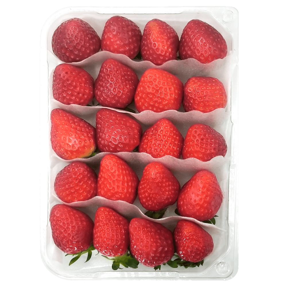 무지개상사 1T 1mm 딸기 과일 발포지 시트 토이론 재단 완충재 포장재 PE SHEET, 화이트, 5000개 173,880원