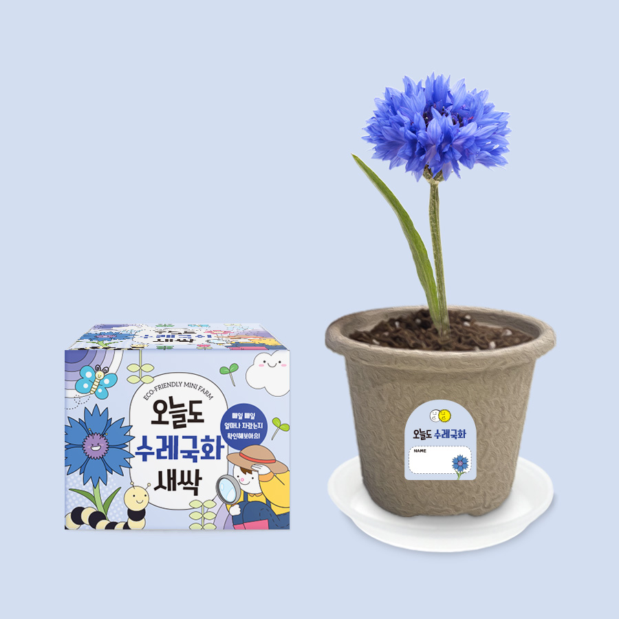 오늘도새싹 식물키우기 수레국화 미니화분, 48개 120,000원
