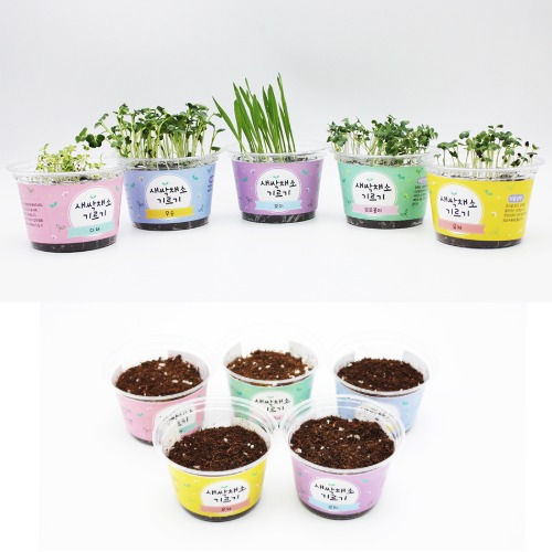 영양 한 잎 새싹채소키우기(5종), 1개, 현재가 13,000원