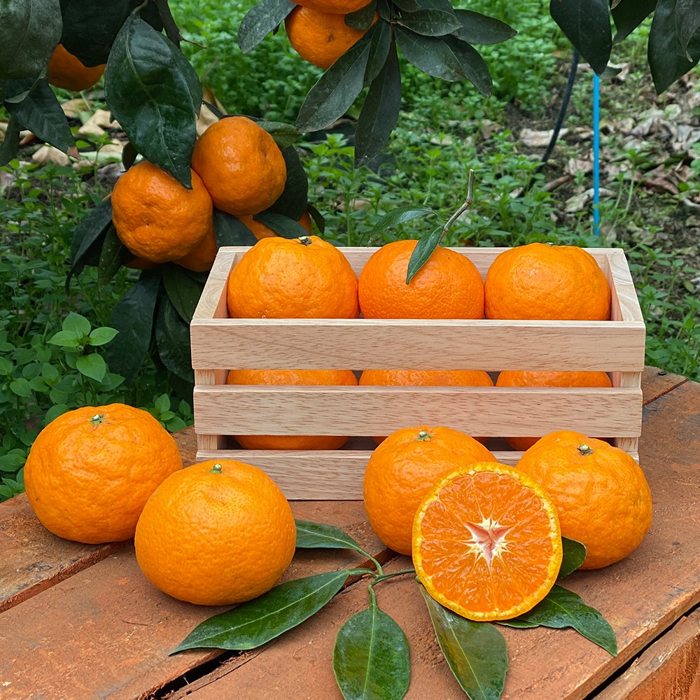 제주 카라향 고당도 귤 프리미엄 가정용, 1박스, 2kg 16,500원