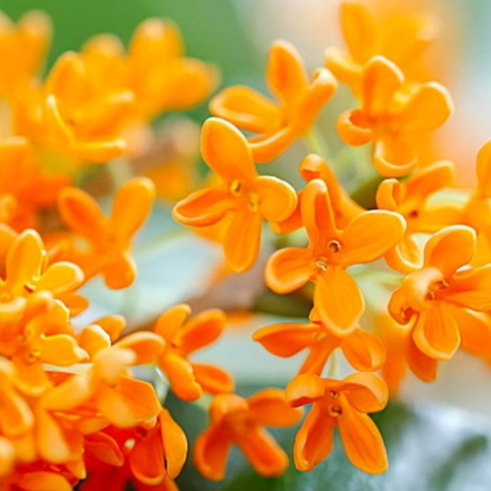 목하원예조경 금목서 나무 묘목 H1.0전후 분묘목 가을 만리향 향기 정원수 조경수, 1개, 단일 25,000원