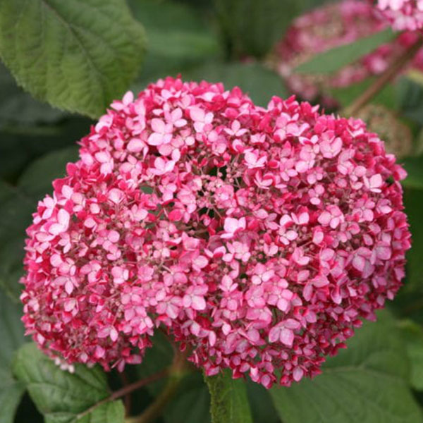 아나벨 수국나무 묘목 핑크아나벨 인크레더블 리메타 블랑쉐트 캔디벨마시멜로우 캔디벨버블껌 라임리키 목수국 핑카츄 리틀퀵파이어 40,000원