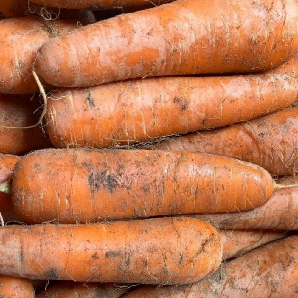 꿀품 국내산 제주 구좌 당근 햇당근 흙당근 7,760원