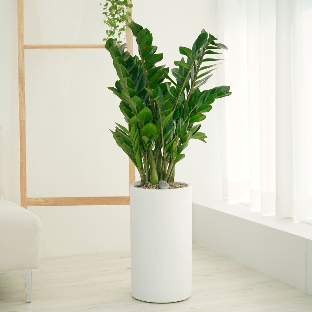 농원청년 돈나무 금전수 인테리어 공기정화식물 개업화분 집들이 승진 선물 사무실 이전 개원 병원 식당 개업식 축하화분배달, 1개, 21.대형 금전수 99,000원