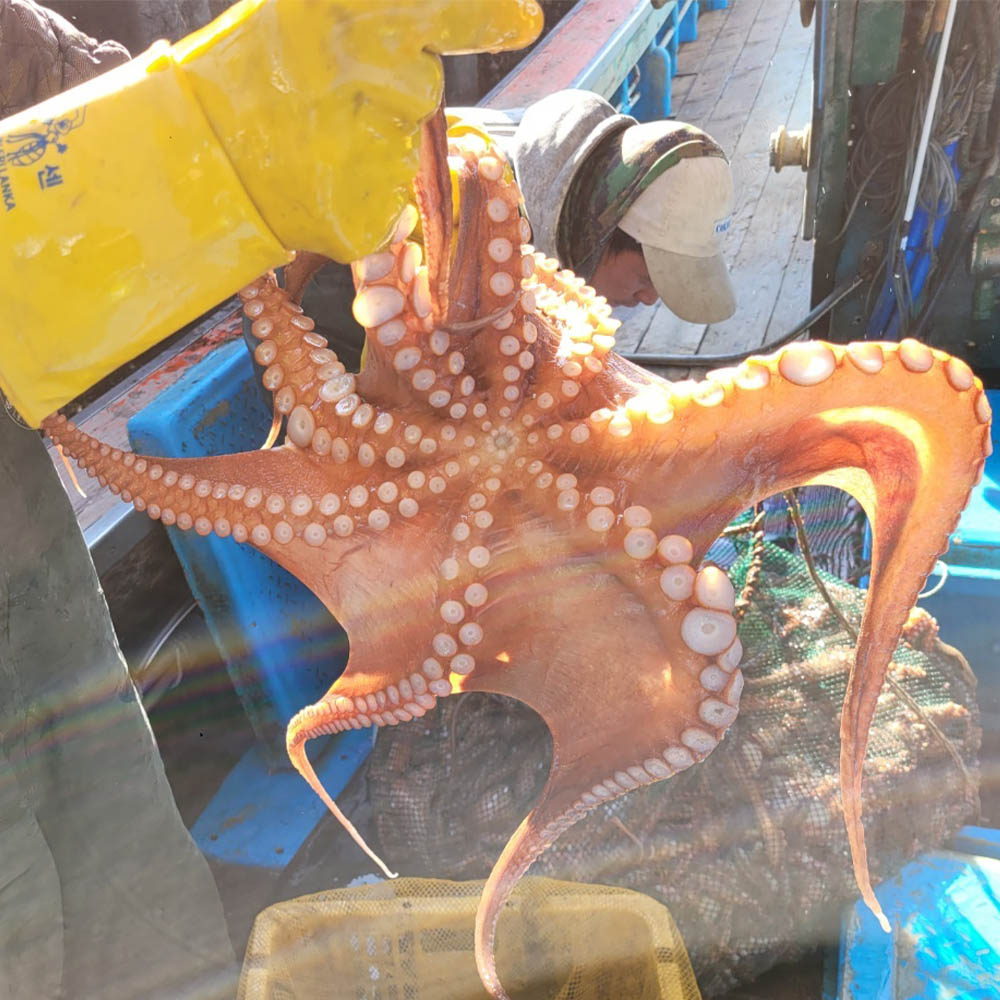 국내산 여수 통영 자연산 돌문어 1kg 1-3미 내외 35,900원