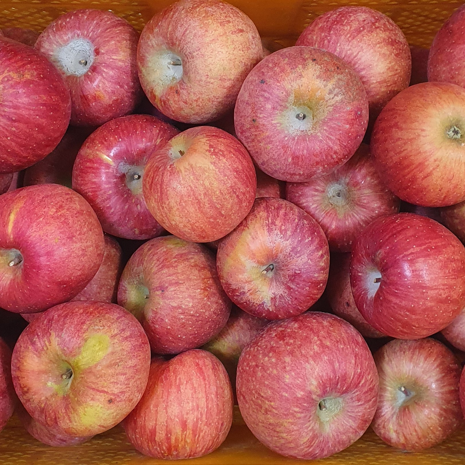 [50박스한정] 초특가 꿀사과 가정용 부사, 1박스, 5kg 33,900원