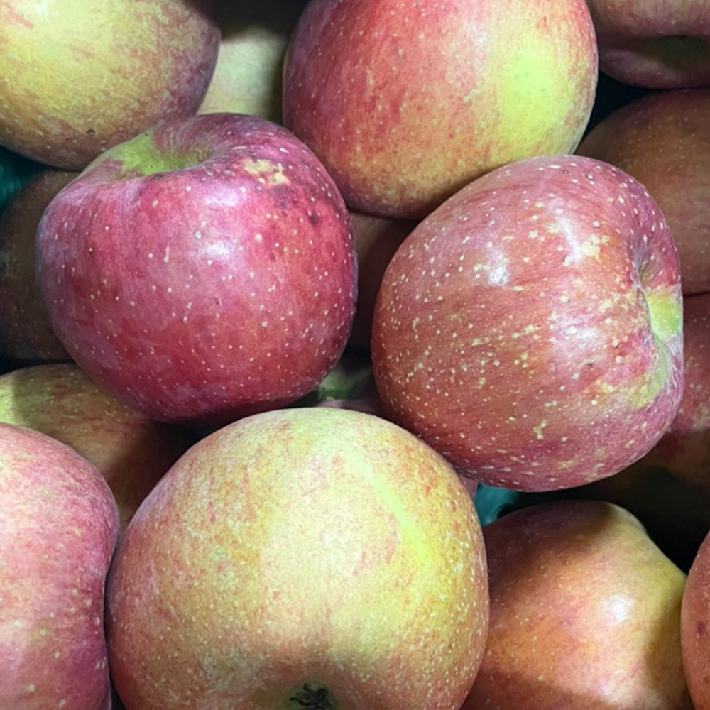 아삭달콤맛있는 가정용 꿀사과 사과 22,990원