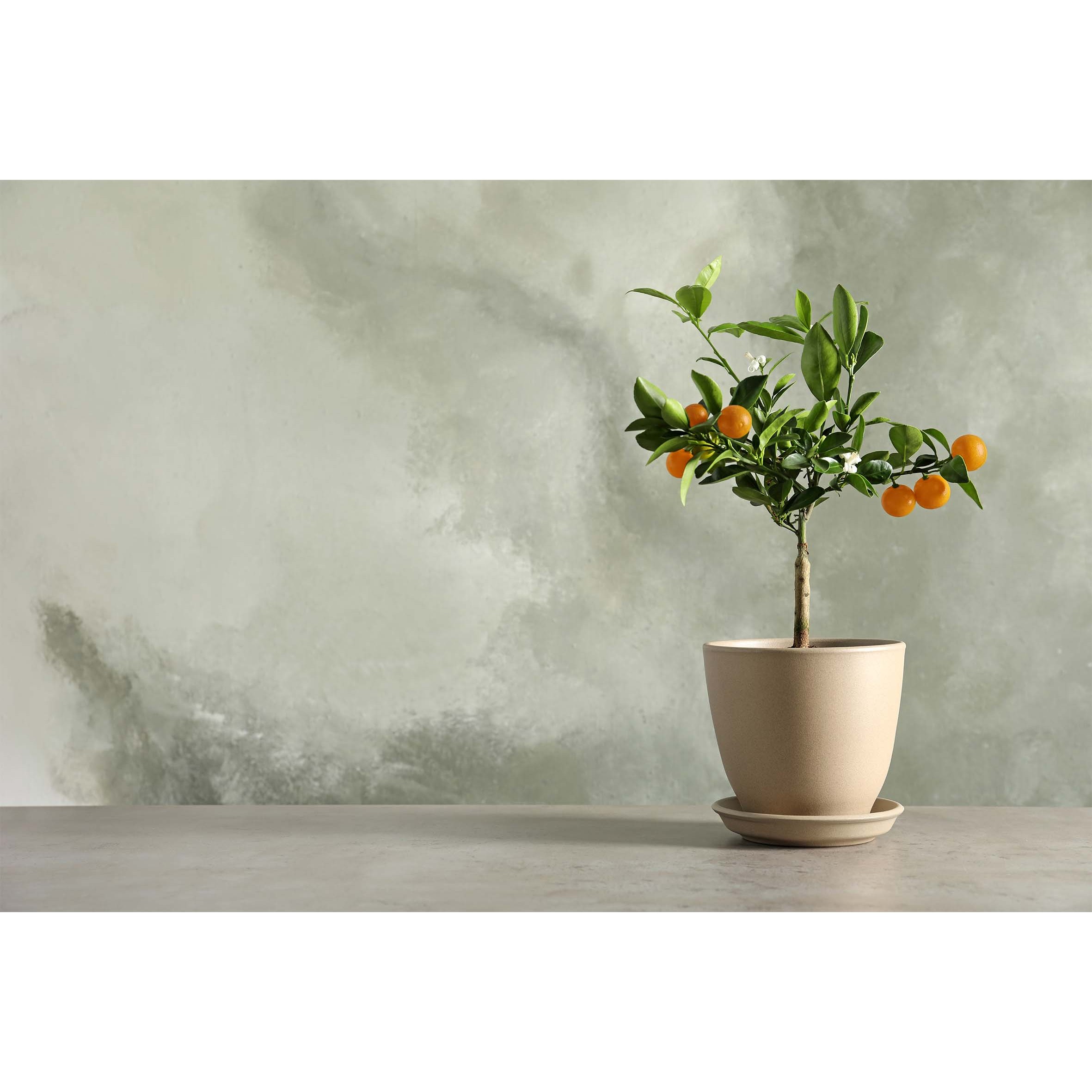 코나 주방아트보드 가스렌지 인덕션 가드 가림막 기름튐방지 만다린트리 39,900원