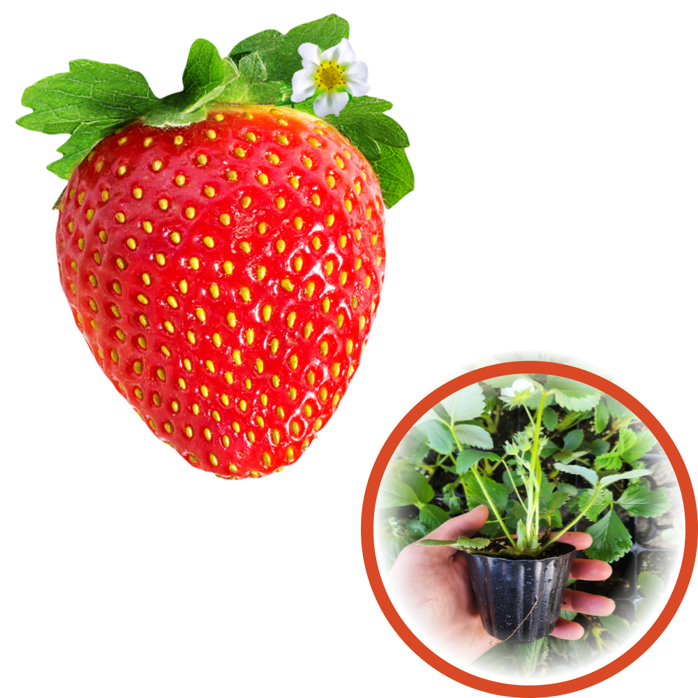 모두다팜 딸기모종 설향 주말농장 텃밭용 모종, 1개 1,900원