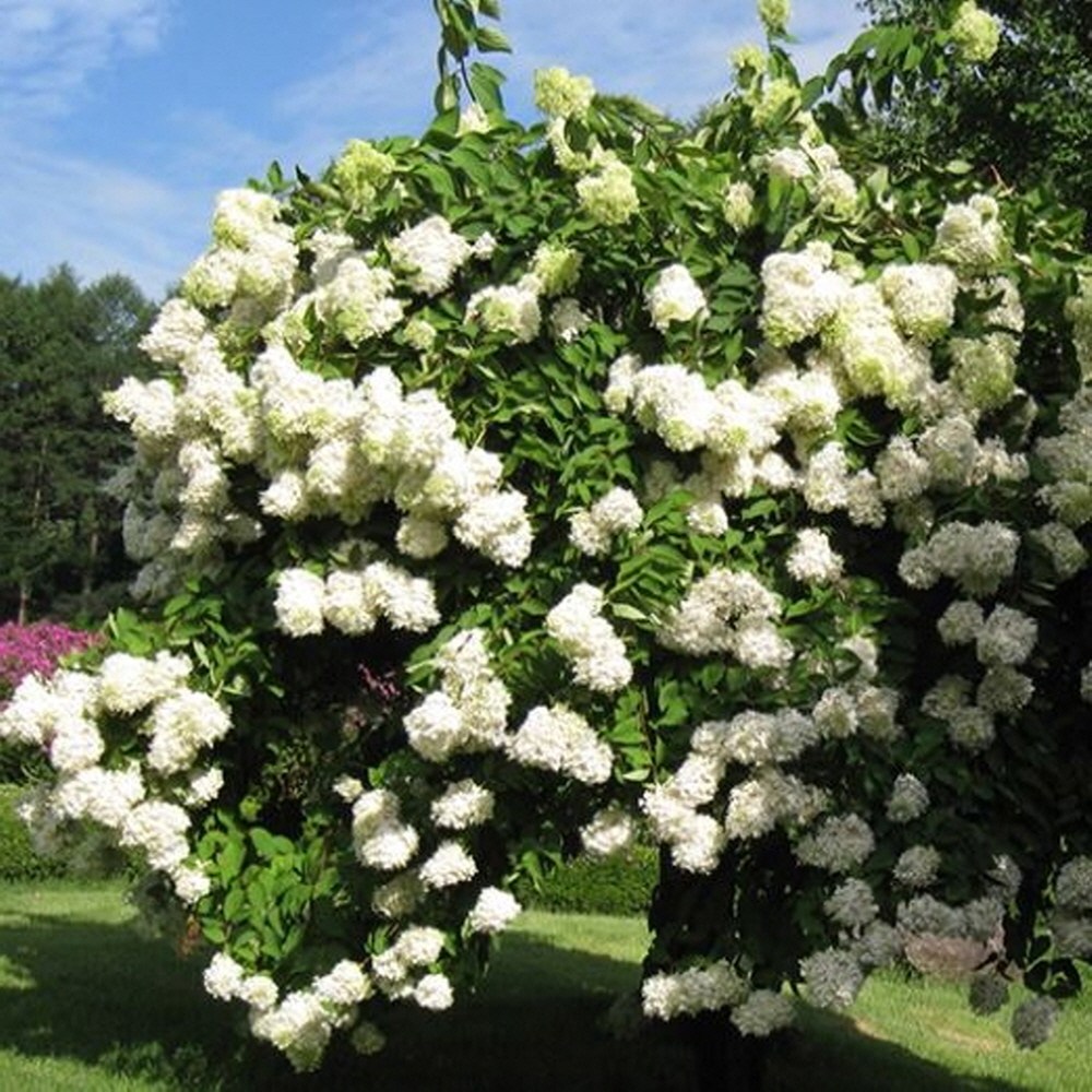 목수국 라임라이트 2-3지 P15 포트묘 바닐라프레이즈 수국 10,000원