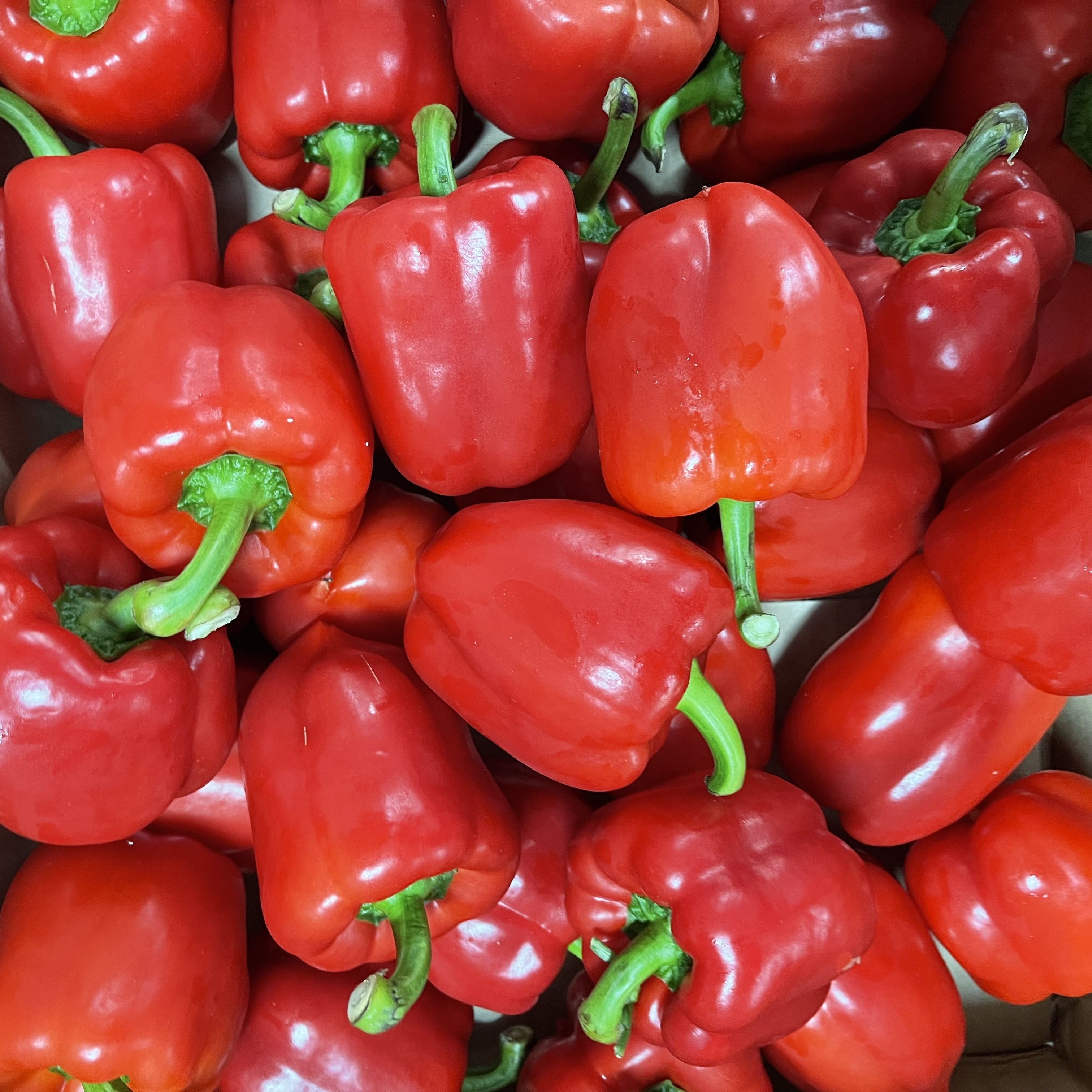 갓 수확한 아삭한 파프리카 24,460원