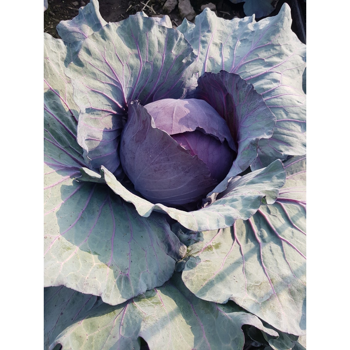 제주 재연팜 빨간양배추 10Kg 1박스 산지직송 27,900원