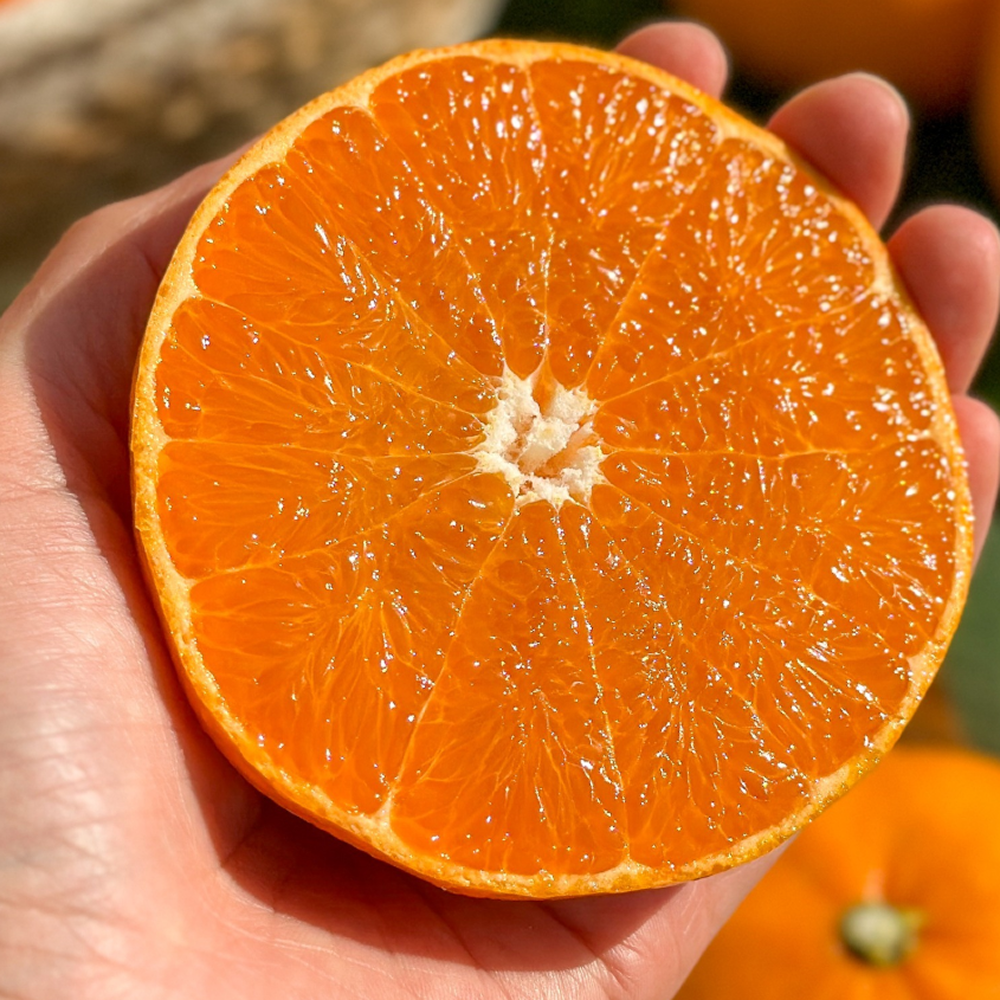 [유명산지] 최대14brix 당도선별 가정용 천혜향 19,780원