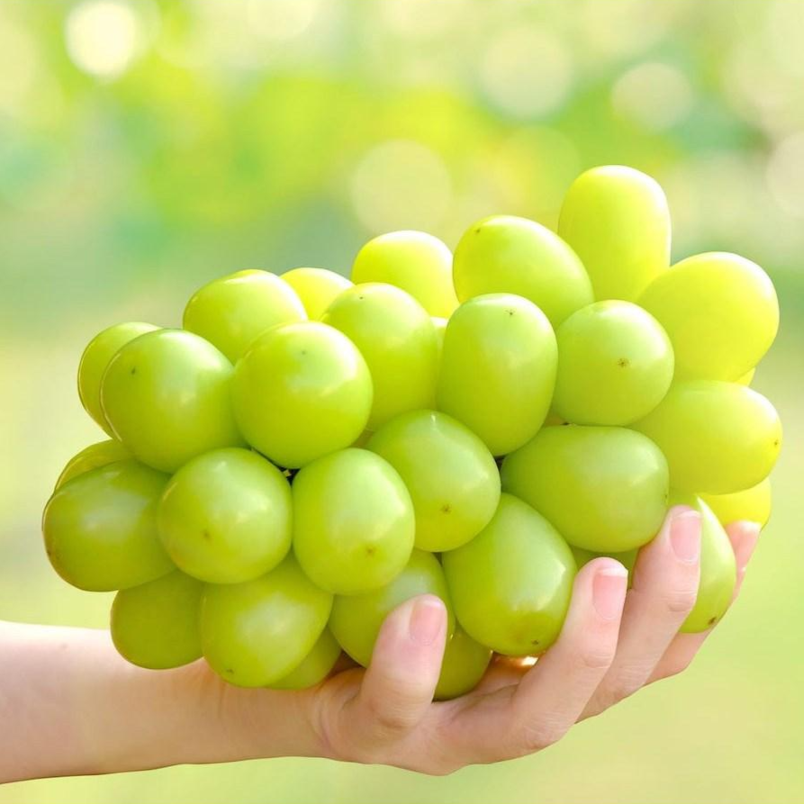 입안 가득 달콤함, 고당도 특품 샤인머스켓(맛보기, 1kg, 2kg) 9,700원