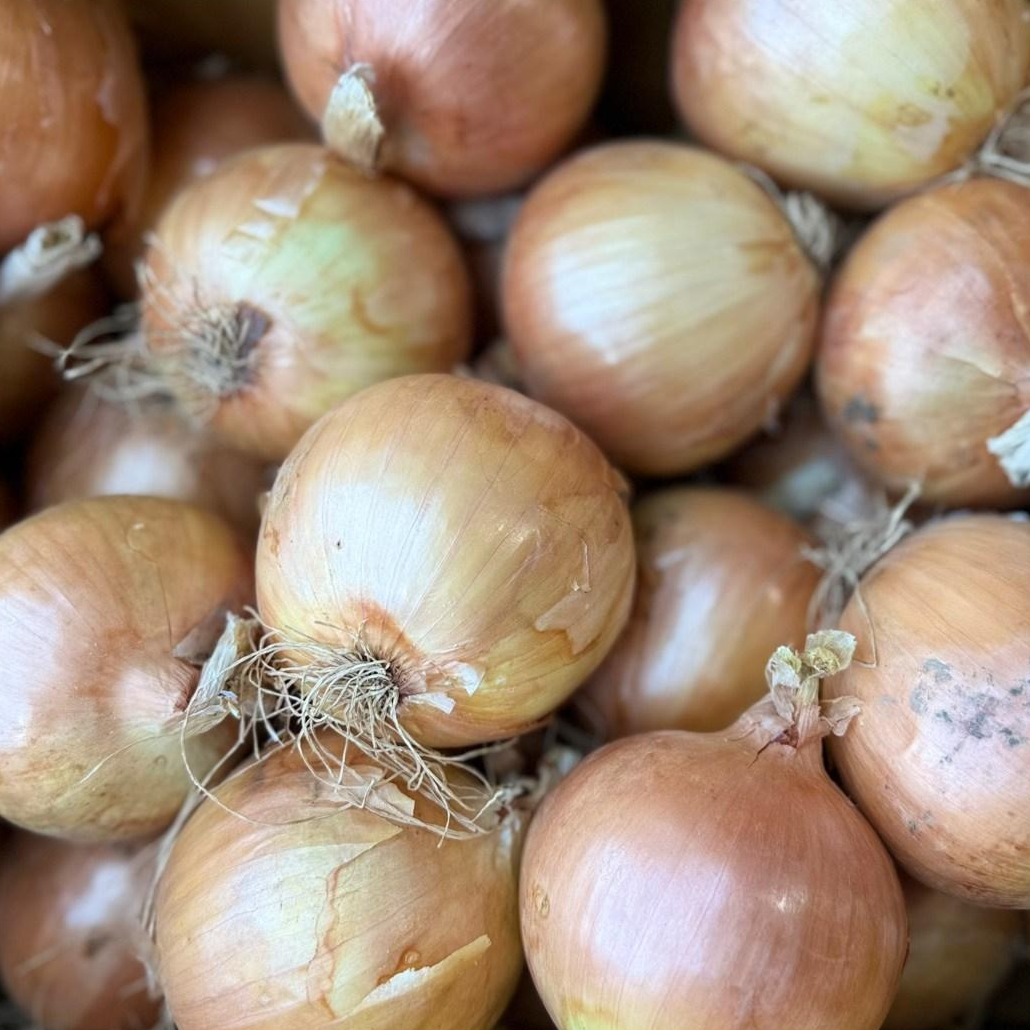 정직한 먹거리 26년 국내산 '햇' 양파(소) / 적 양파(소) 9,990원