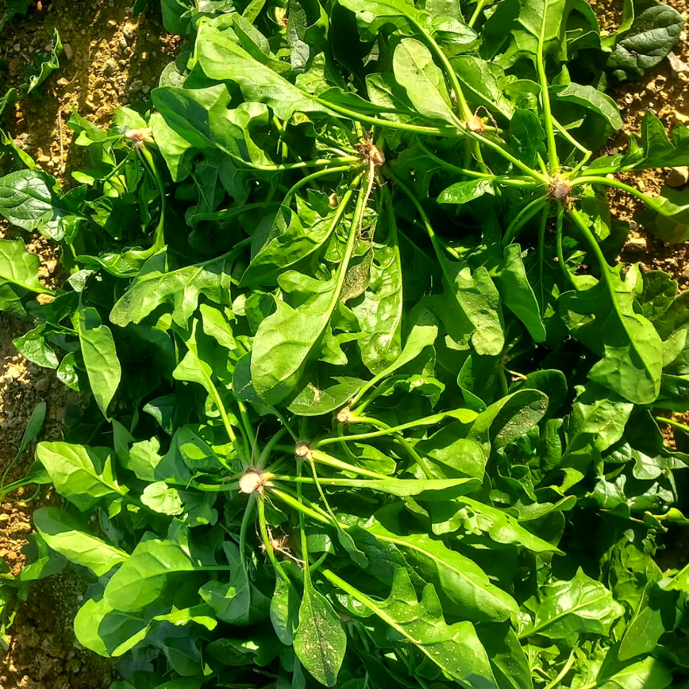 루트팜 국내산 시금치 노지 시금치, 1개, 4kg 25,900원