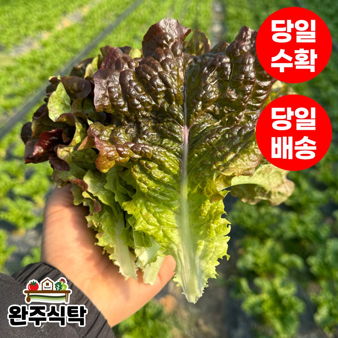 [당일수확] 국내산 적상추 농장직송 완주식탁, 2kg, 1박스 14,900원