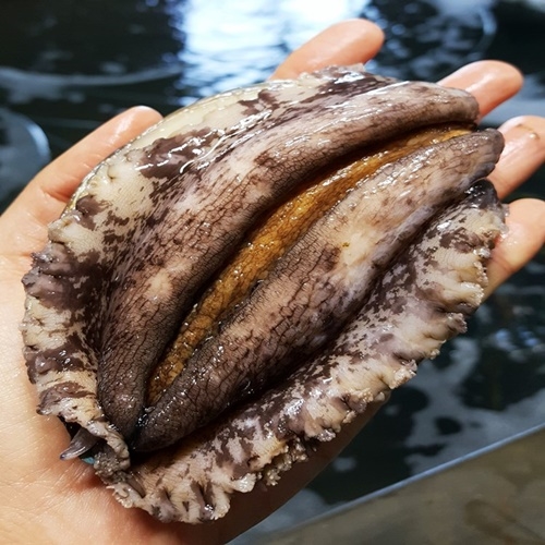 [한국소비자평가 4연속 우수선정] 왕특대 선물용 5-6미 1kg 1.5kg _자른미역 세척솔, 1개, 01. 명품 왕특대 1kg 5마리 55,000원