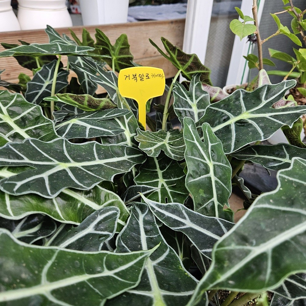 공기정화식물 거북알로카시아 실내식물 거북이식물, 1개, 무늬 6,500원