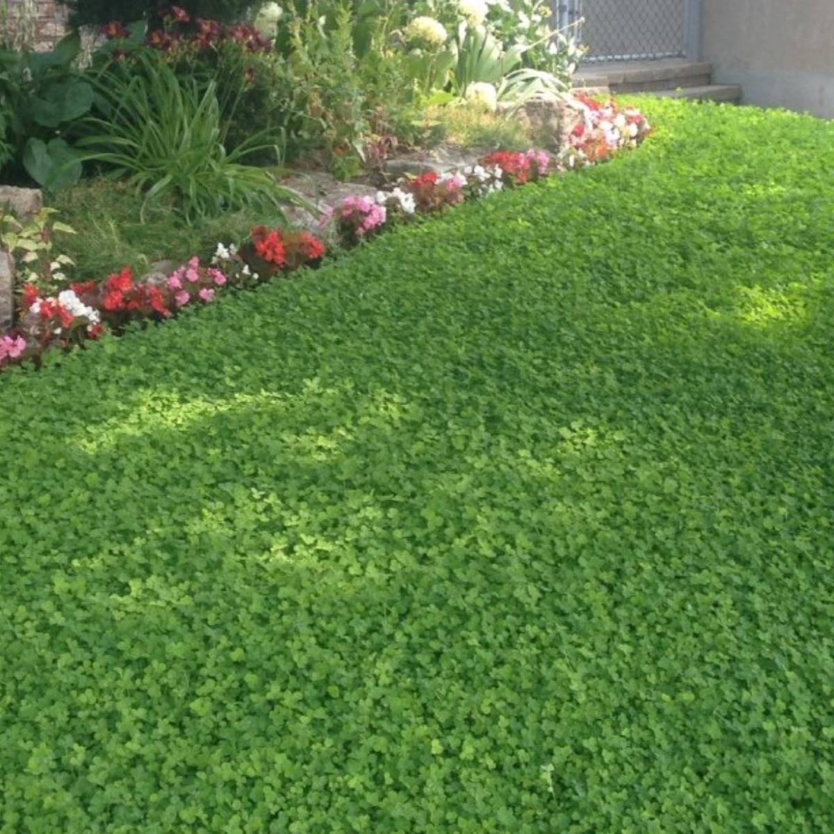 미니클로버 씨앗 포장별 선택구매, 잔디대체 잔디보완, 1개 40,000원