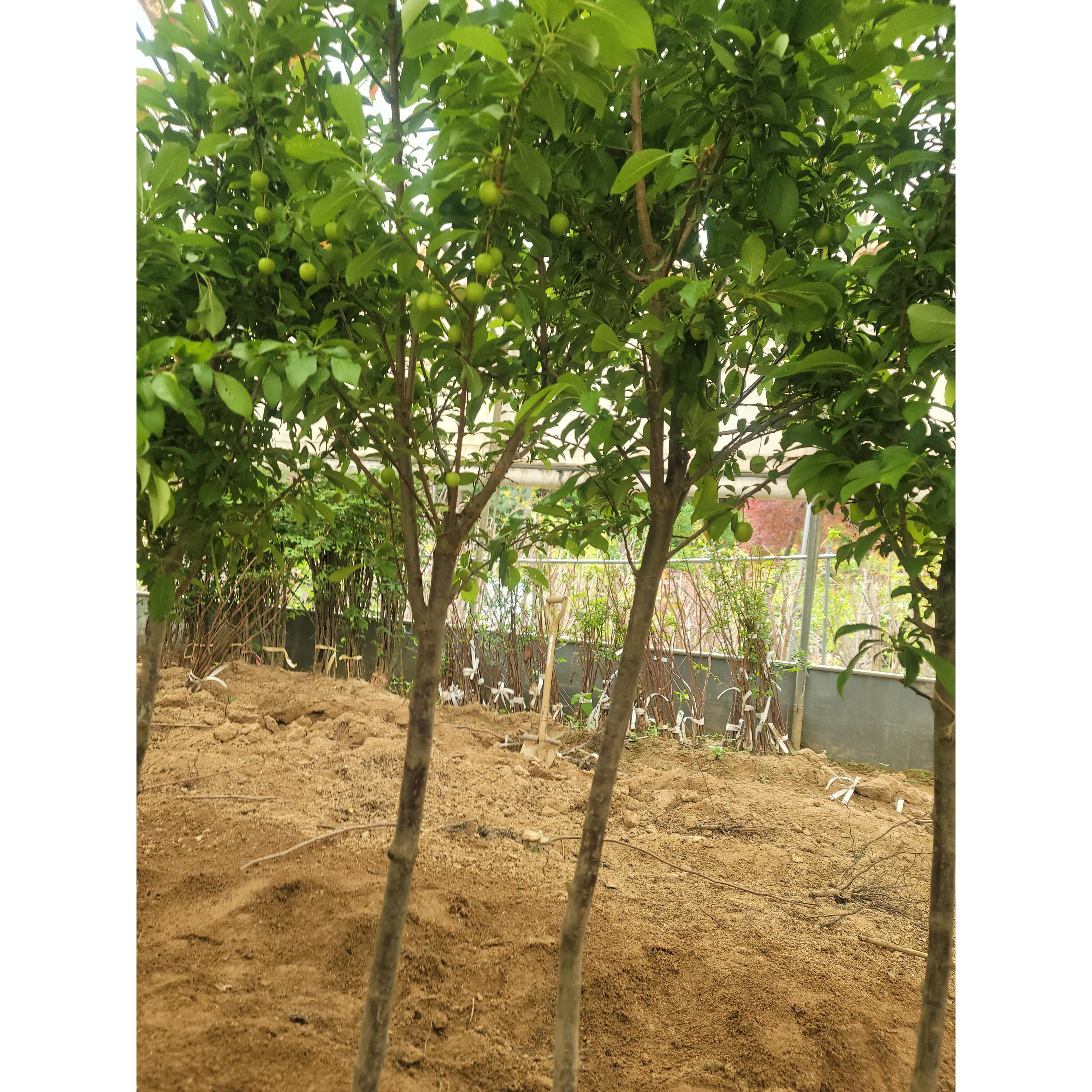 바이오체리나무 결실주 빠른결실 체리묘목 가정용 텃밭용 과일나무 5년생(결실주)실물사진 62,000원