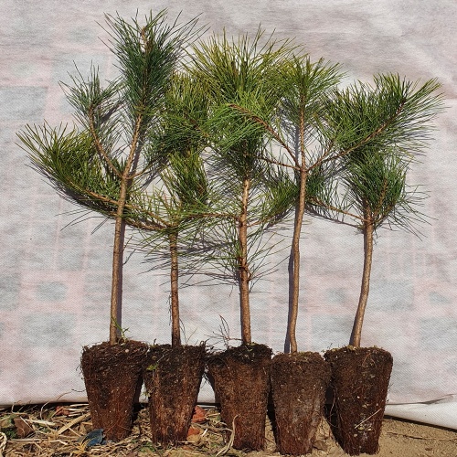 조선소나무 3년생 적송 육송 30cm 정원수 조경수 침엽수, 1개 3,000원