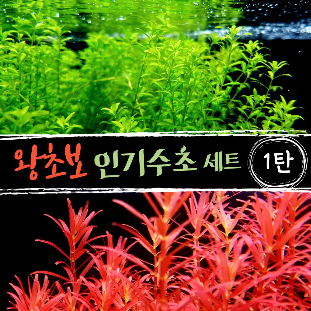 [미초] 달팽이없는 키우기 쉬운 왕초보 수초 세트 [1탄] (펄그라스+로타라블러드레드) / 초보자 수초 / 수초 세트 / 구피 수초 / 치어 수초 12,400원