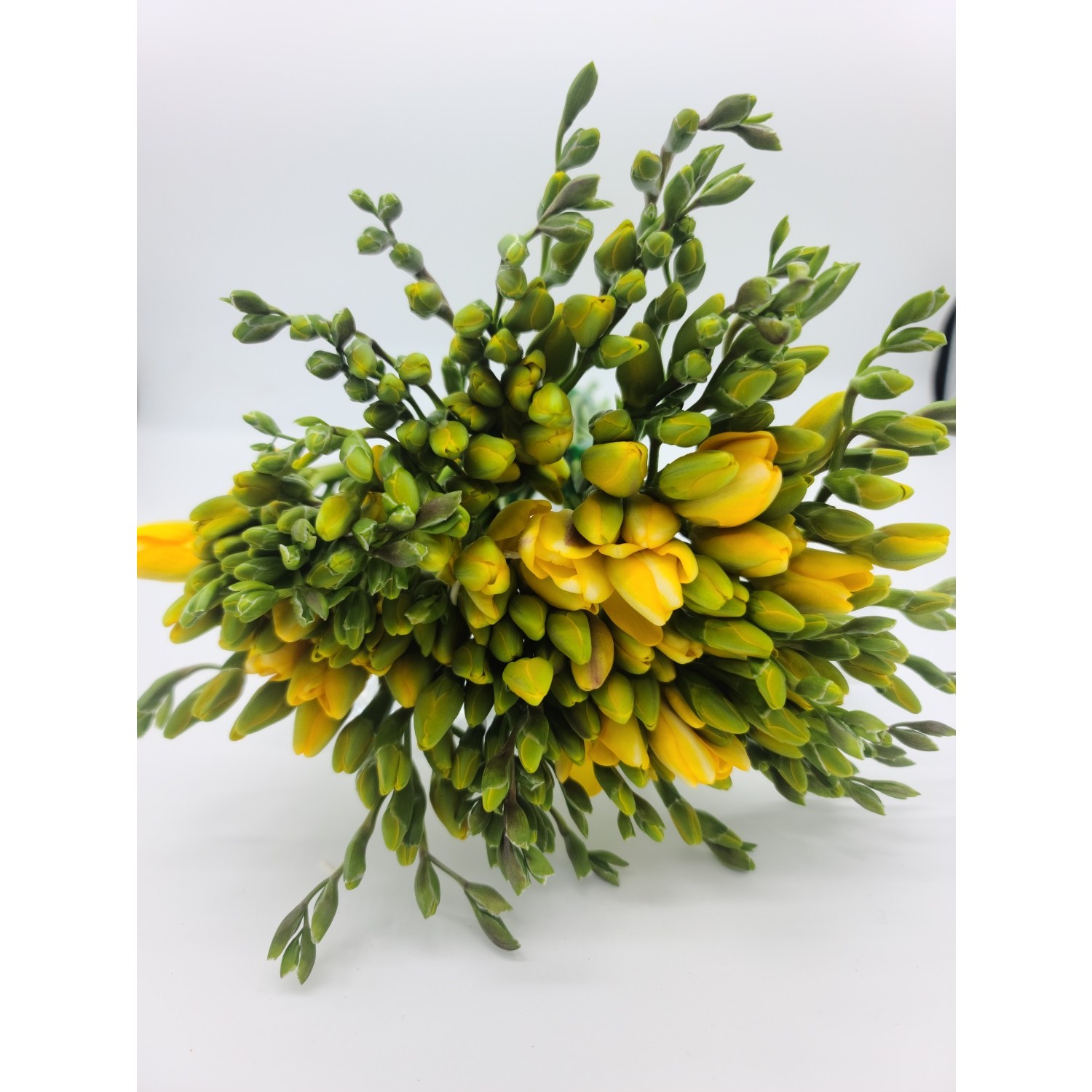 꽃뜨래 농장직송 프리지아 상등급 생화(1단 50줄기), 꽃뜨래 농장직송 프리지아 상등급 생화(1단 50줄기) 28,000원