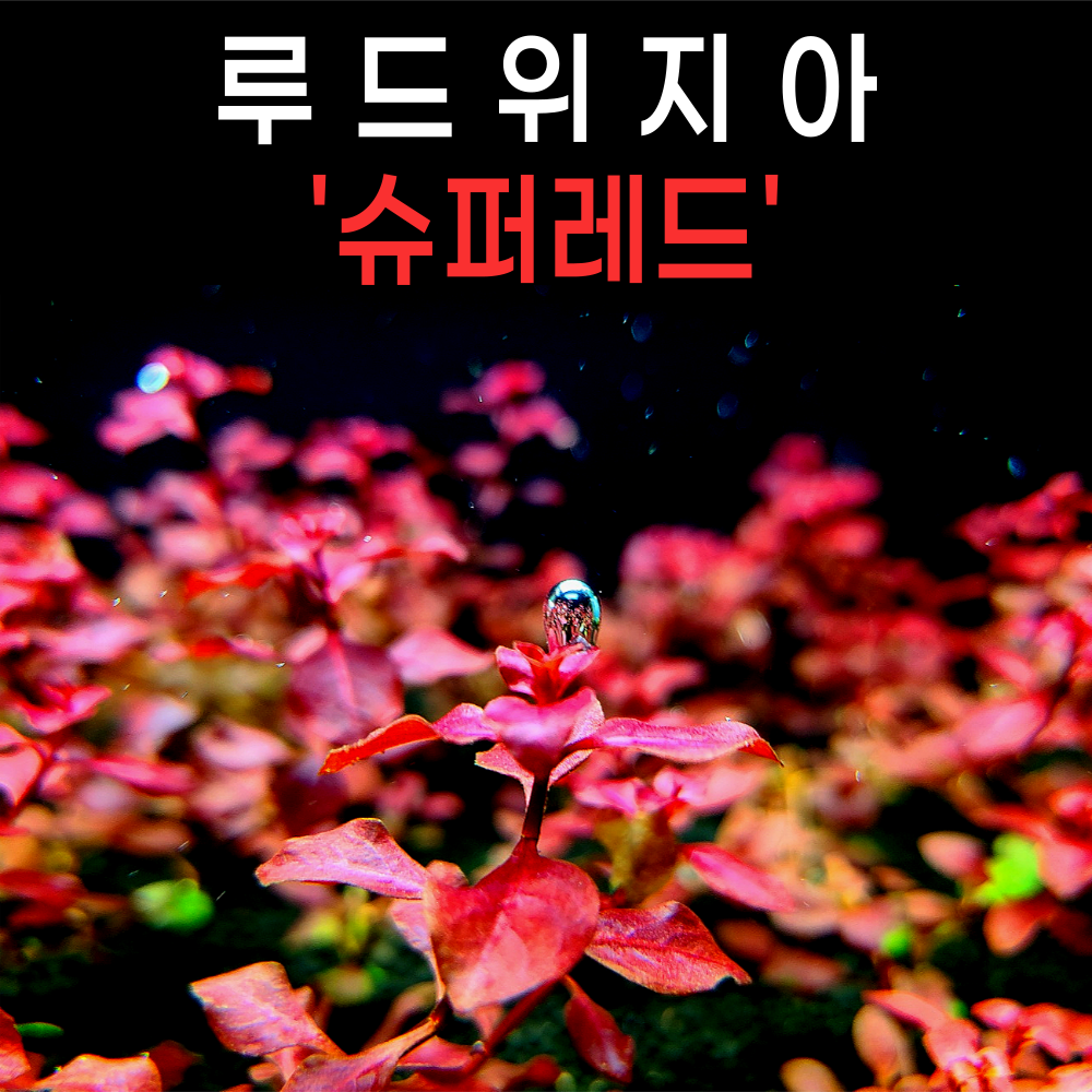 [물풀정원] 루드위지아 슈퍼레드(5줄기) 달팽이없는 깨끗한 수초키우기 구피 베타 물고기 새우 은신처 8,400원