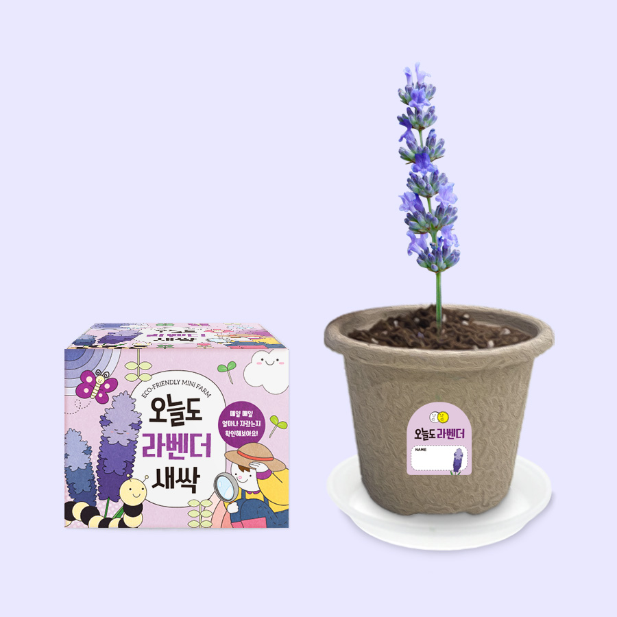 오늘도새싹 식물키우기 라벤더 미니화분 2,600원