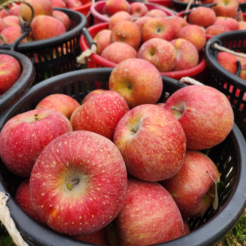 엄지척농산물 경북 햇 빨간사과 가정용 13,800원