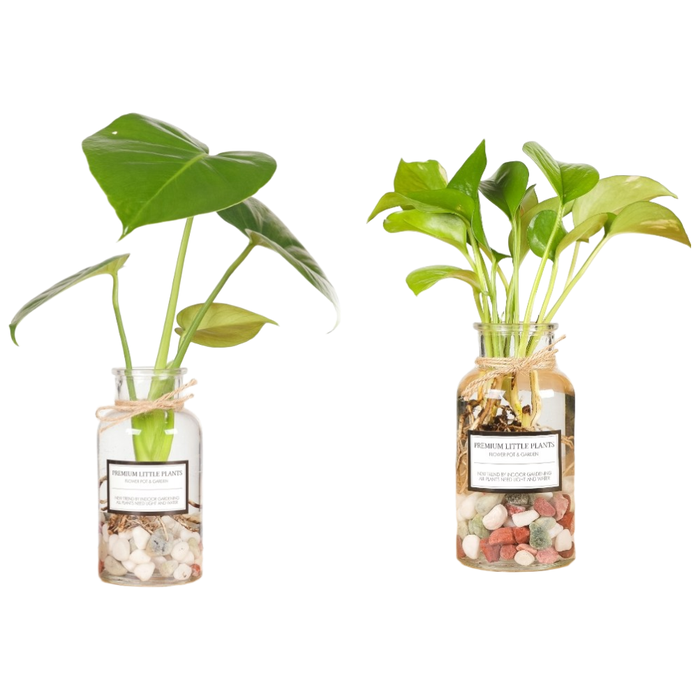 1+1 수경재배식물 시약병 투명 화병 오색돌 공기정화식물, 1세트, 몬스테라+스킨답서스 19,800원