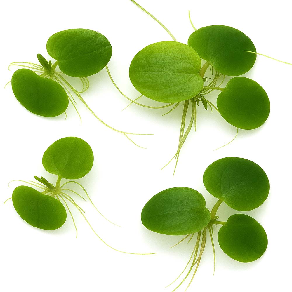 [수초대장] 아마존 프로그비트 (5뿌리) 부상수초 2,600원