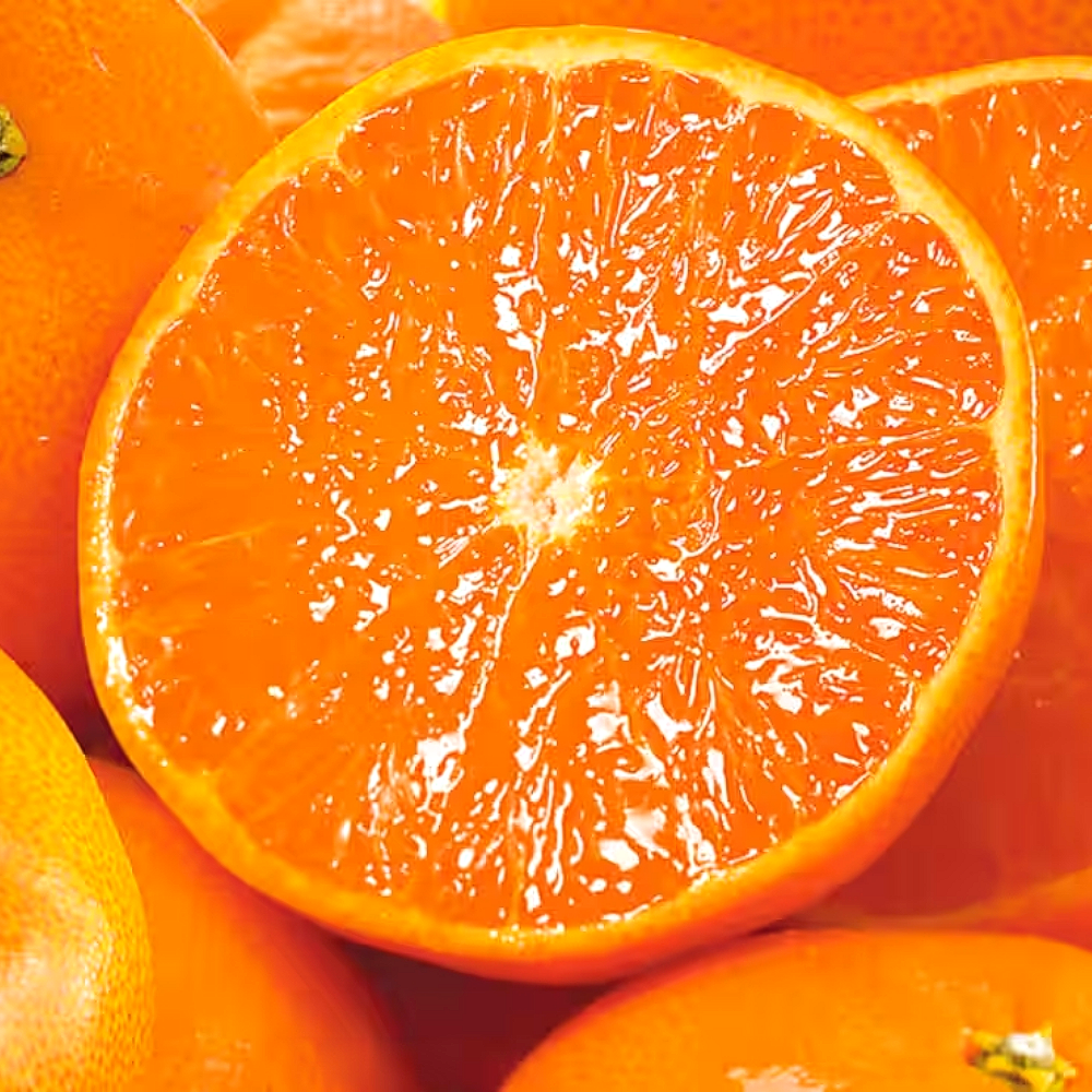 한정수량100박스 산지직송 고당도 못난이 천혜향 25,400원