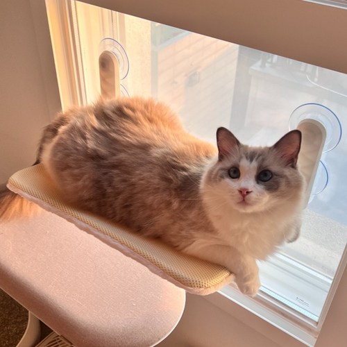 마아 고양이 사계절 양면 창문 해먹 39,800원