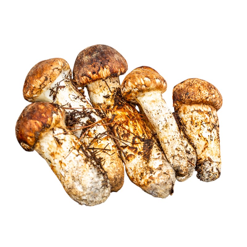 송이총판 자연산 송이버섯 설날 추석 명절 고급 선물 490,000원