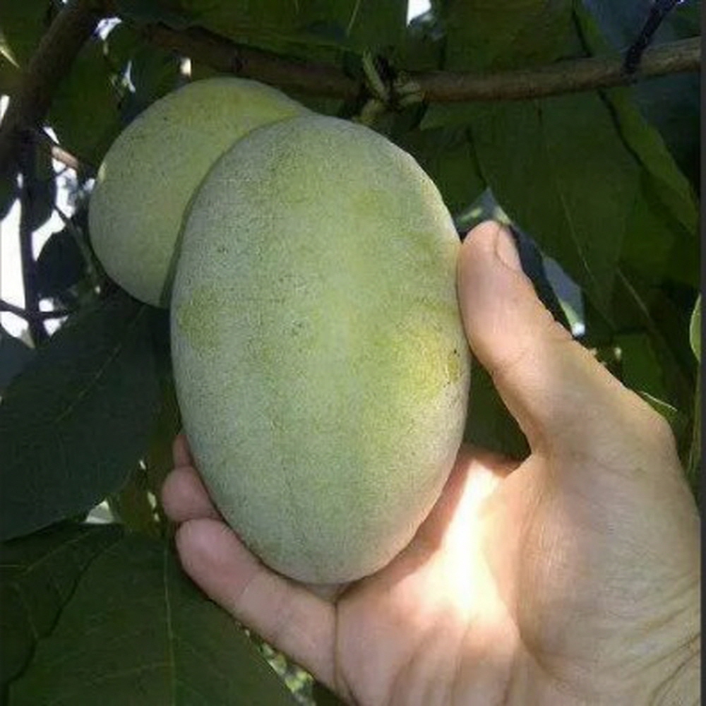 포포나무 묘목 접목분묘 와바시 엔시원 테이투 우수품종 3년생 39,000원