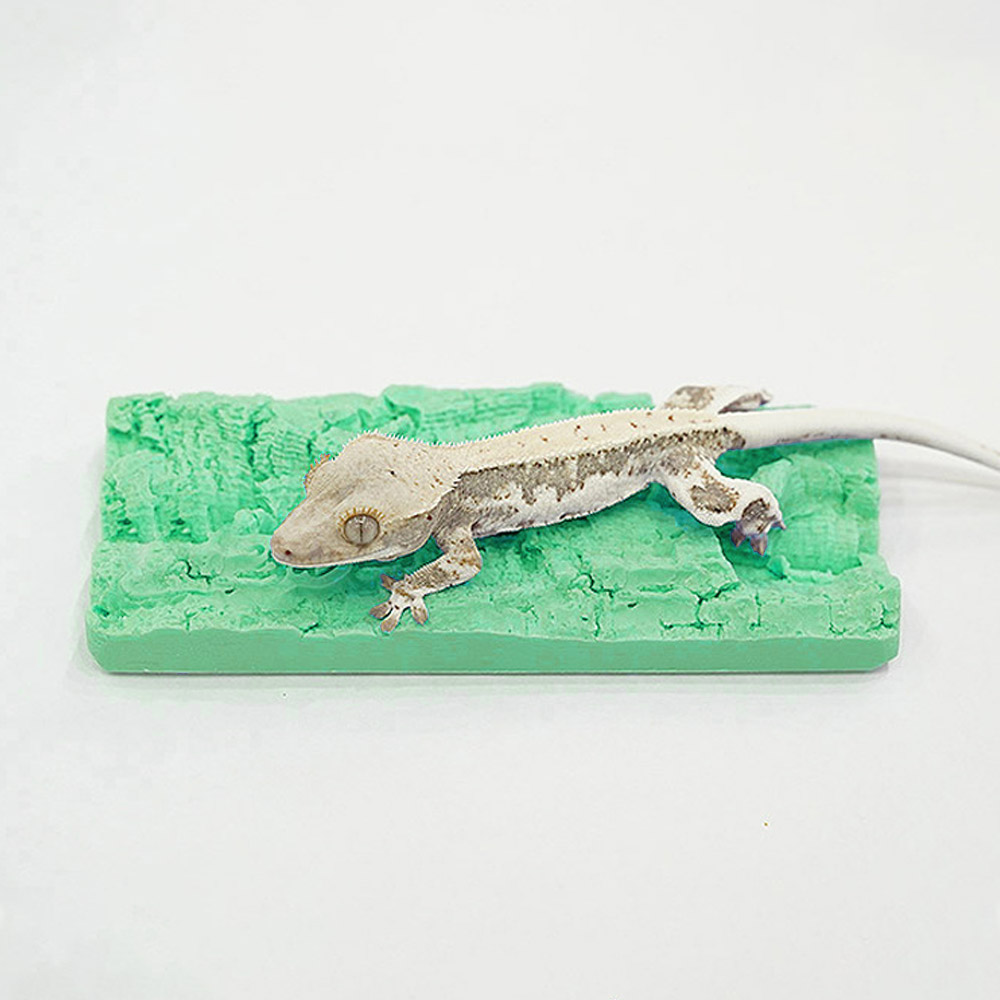 아쿠아비 크레스티드 게코 인조 코르크 탈피보드 5,900원