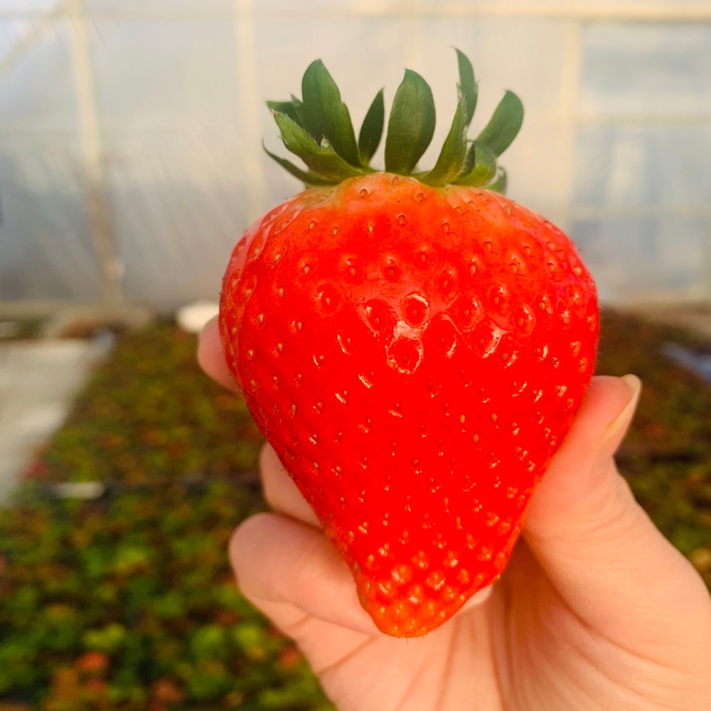 금메달농수산 논산 GAP인증 킹스베리 대왕딸기 11,300원