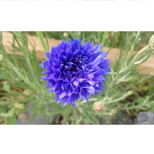 아시아종묘 씨앗 꽃 수레국화 100g, 1개 5,000원