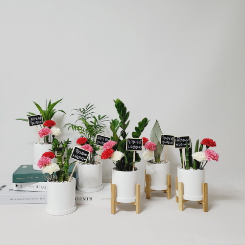 꽃피우는청년 스승의날 어버이날 실내공기정화식물 + 카네이션 세트, 손글씨 팻말 18,500원