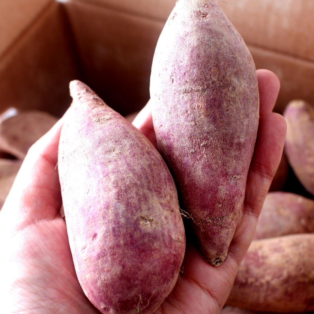 해남 고구마 꿀고구마 호박고구마, 1개, 못난이 10kg 21,900원