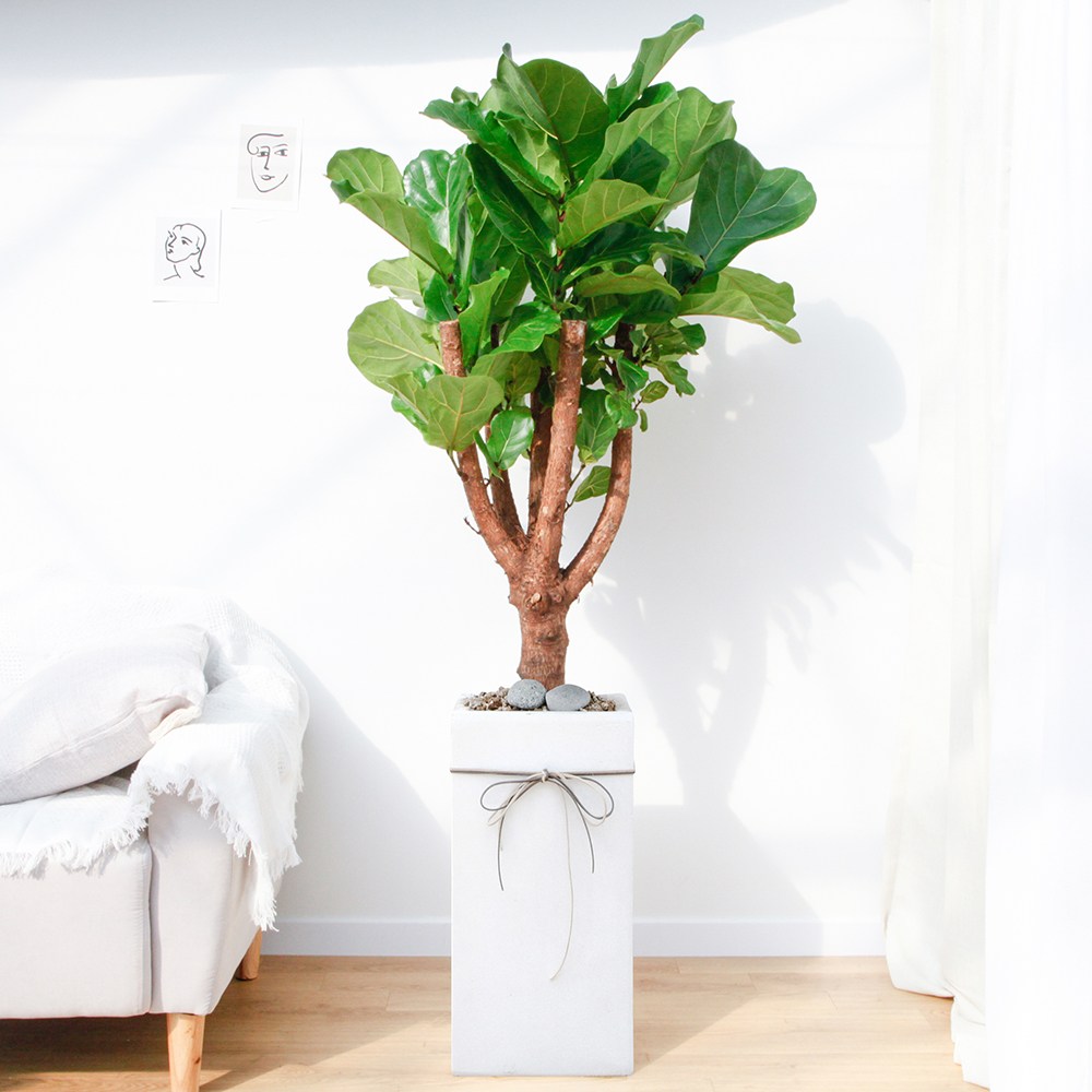 드셀플라워 금전수 돈나무 개업 화분 집들이 선물 승진 사무실 이전 병원 개원 식당 개업식 축하 화분 배달 당일배송 특대형 화이트 사각 시멘트 159,000원