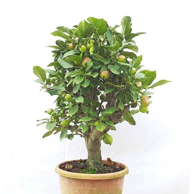 사과나무 분재형  애기사과나무 과실수 40~70cm 299 28,770원