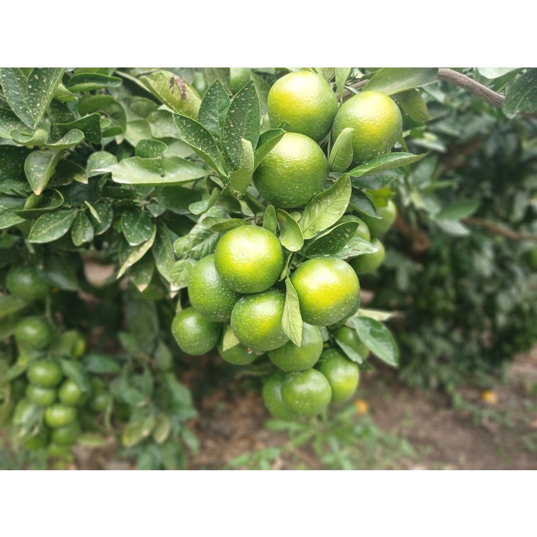 제주 조생귤 로얄과 국내산 서귀포 감귤, 1개, 10kg 29,800원