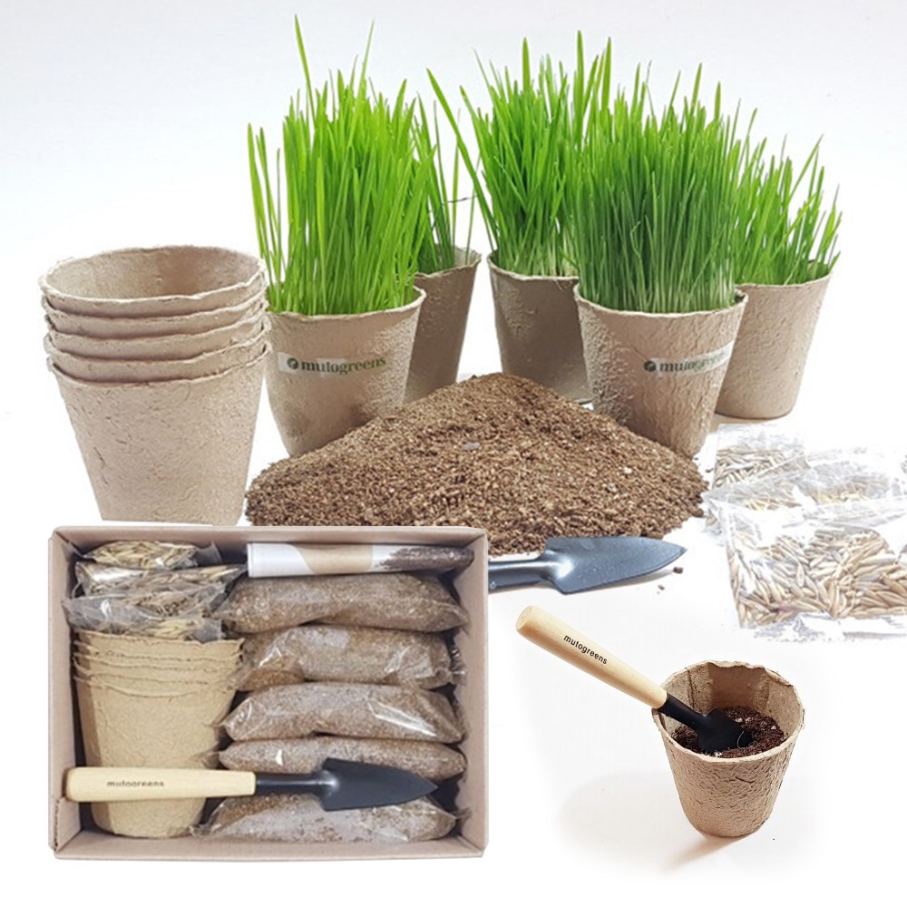 킴스팩토리 직접키우는 캣그라스 재배키트 5P 고양이간식 고양이풀 키우기 13,900원