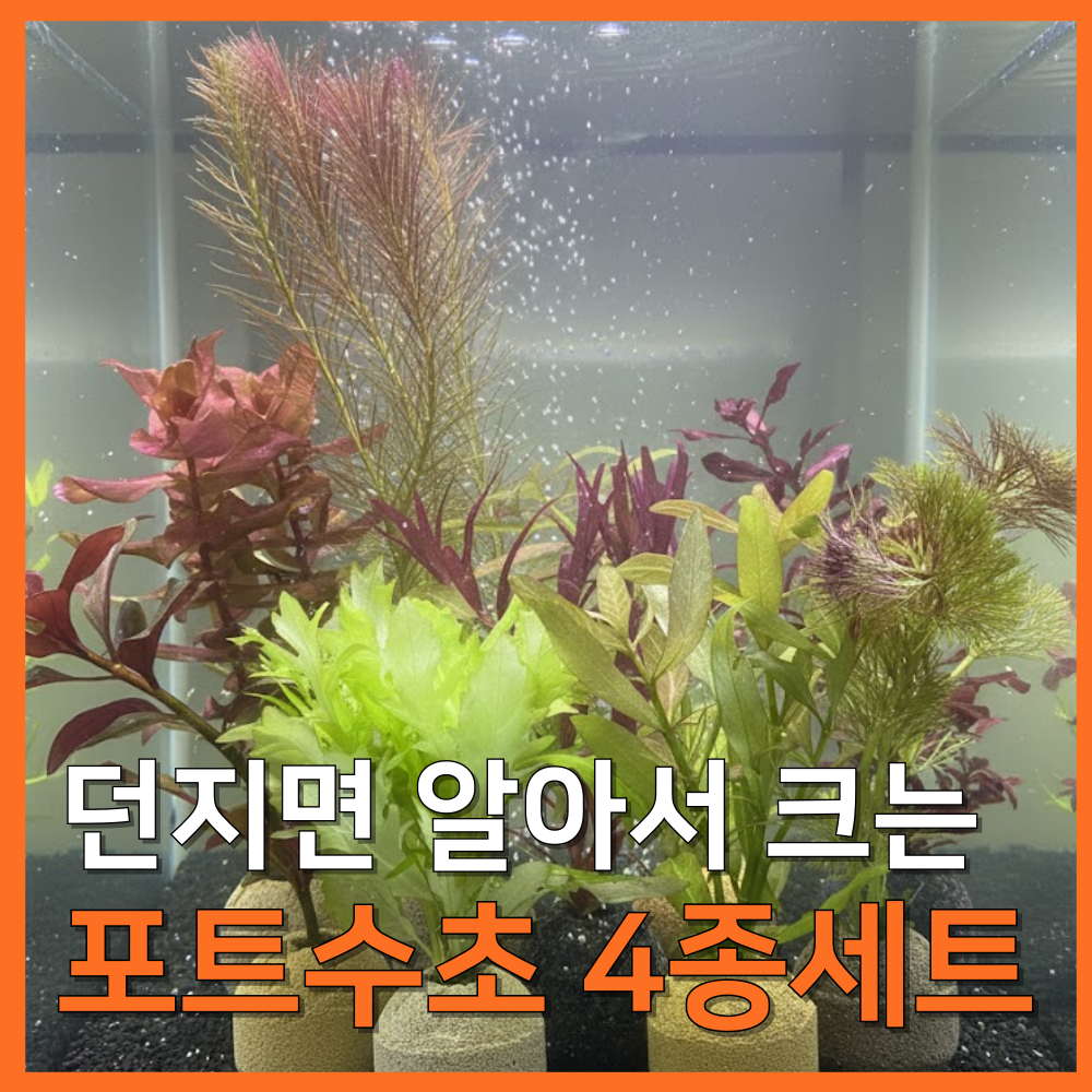 [수초농부] 달팽이 없는 포트수초 랜덤 4종 키우기 쉬운 초보 9,500원