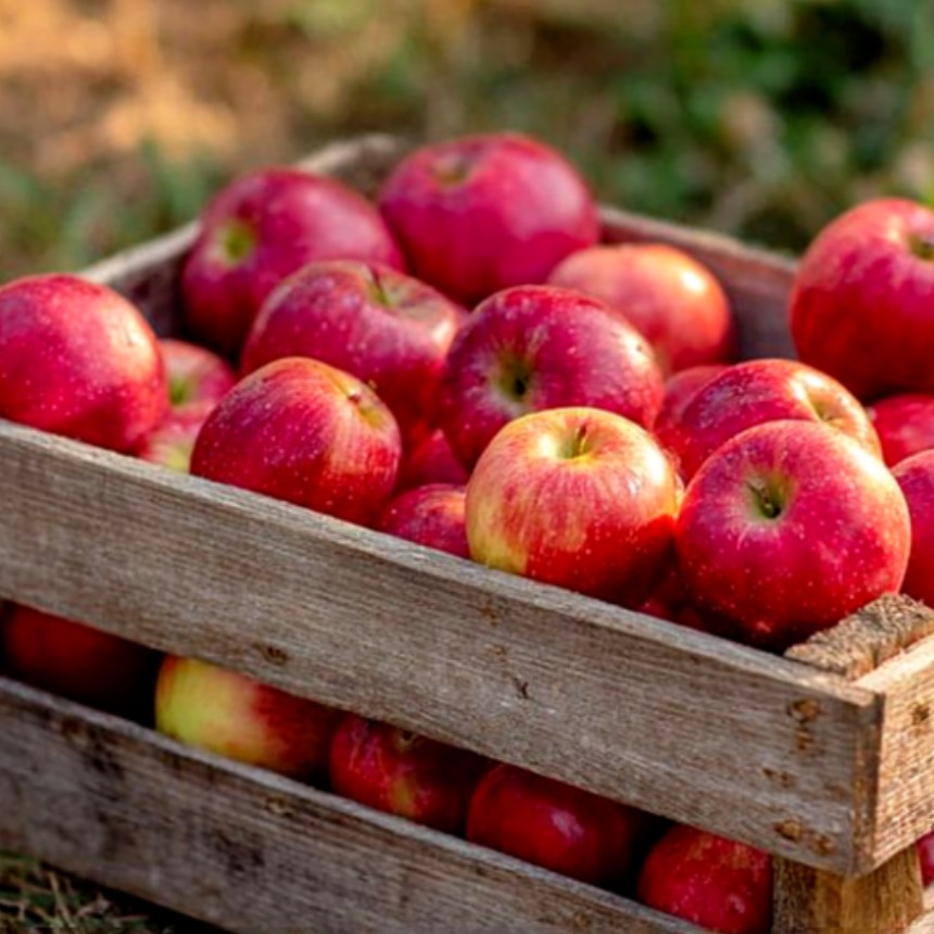 [마진제로특가] 고당도 갓성비 부사 못난이사과, 1박스, 5kg(중과) 37,900원