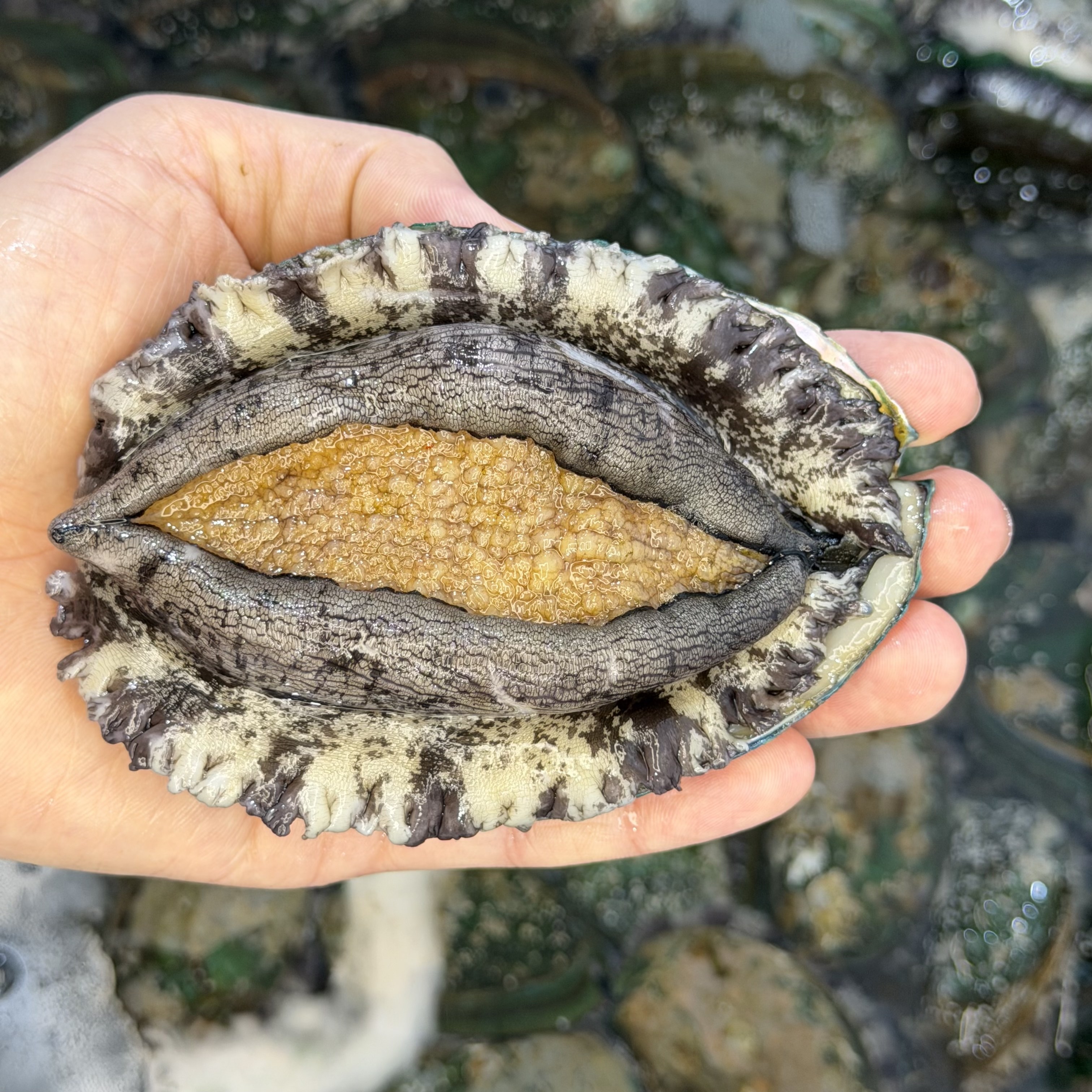 완도 활 전복 7미 산지직송 산소포장 선물세트, 1개, 특대전복 6 - 7미,(산소포장) 2kg 65,900원